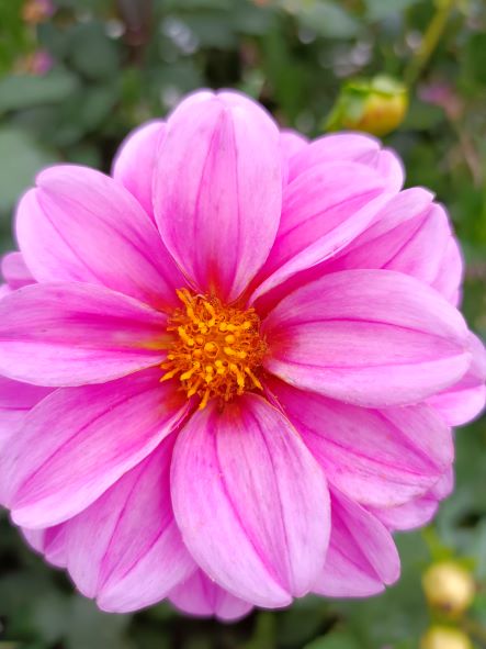 Blume