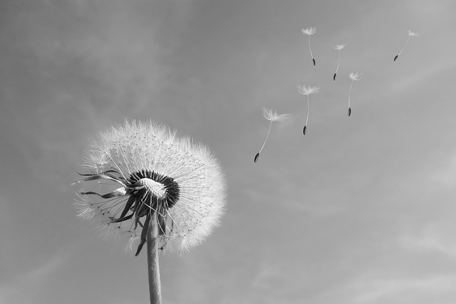 Pusteblume